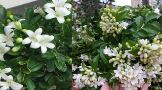 Có nên trồng cây nguyệt quế trước nhà không?