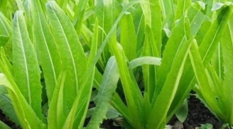 Loại rau giàu canxi vượt trội hơn cả sữa, ăn sống hay chín đều tốt cho sức khỏe