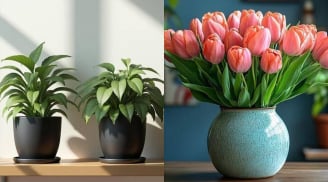 Rắc một nắm thứ này vào chậu, hoa dù khó trồng đến mấy cũng bật rễ, xanh lá, đầy tràn chậu