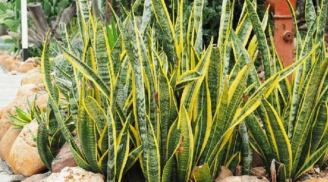 Tổ tiên dạy: Trong nhà trồng 2 loại cây này, gia đạo yên ấm, phúc khí kéo đến, tiền tài không mời cũng tới