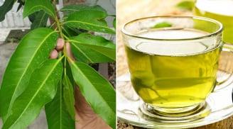 Uống nước vối thường xuyên có tốt không, giúp trị bệnh gì?