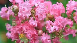 4 loại hoa thu hút tài lộc nuôi dưỡng con người, mang lại thịnh vượng gia đình