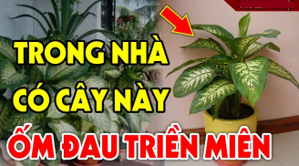 5 loại cây âm trồng trước cửa nhà: Con cháu nghèo khổ 3 đời nên tránh, đó là cây nào?