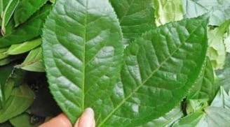5 loại lá quen thuộc giúp giải độc, thanh lọc phổi tự nhiên hiệu quả