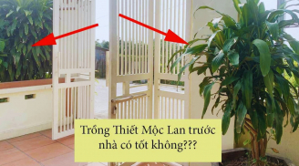 Có nên trồng cây Thiết Mộc Lan trước cửa nhà không?
