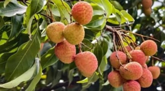 Tháng 5 vải thiều bán rộ: 4 nhóm người nên hạn chế ăn để tránh gặp vấn đề sức khỏe