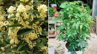 5 loại cây cảnh hút tài lộc hợp cả 5 mệnh, trồng trước nhà là tốt nhất