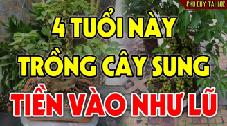 4 tuổi hợp nhất trồng sung, Tiền - Tài lũ lượt kéo về tận cửa