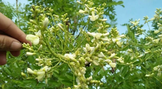 Hoa hòe: vị thuốc dân dã giúp chữa cao huyết áp, phòng ngừa tai biến rất tốt