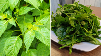 Loại lá nhiều canxi gấp 2 lần sữa, mùa hè đem nấu canh vừa mát vừa bổ