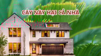 Tổ tiên chỉ bảo: 'Cây ngũ quỷ trước nhà, người suy, tiền cạn kiệt', trồng cây cảnh nhớ tránh 5 loại này