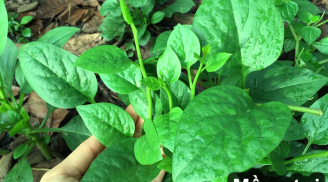 6 loại rau nhặt lá đừng ném bỏ cành, đem cắm xuống đất quanh năm được ăn rau sạch