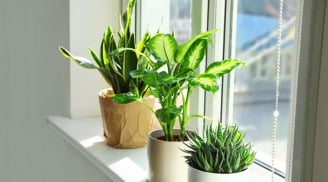 Những vị trí vàng để đặt cây xanh trong nhà: Vừa mát mắt, vừa chiêu tài cực mạnh