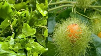 Rau dại mọc bờ rào ngọn leo như bí, quả vàng thơm như chanh leo, trở thành đặc sản, trồng tại nhà cực dễ