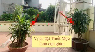 Trồng cây Thiết Mộc Lan trước cổng nhà có tốt không? 3 chỗ trồng Tiền tiêu thả cửa