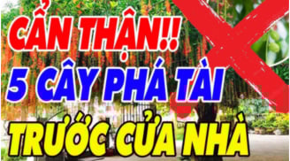 5 loại cây ác Chặn Cửa Thần Tài: Trồng trước nhà nào, nhà đó nghèo khổ, cây càng xanh người càng lao đao