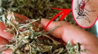 Đặt nắm lá này trong phòng, muỗi tự bay sạch – Không cần nhang, không cần vợt, cả nhà ngủ ngon suốt đêm!