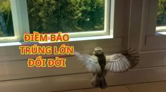 Tổ tiên linh ứng: 3 con chim vào nhà mang theo Tài Lộc, Sắp Trúng Số Đổi Đời, Giàu có bất ngờ