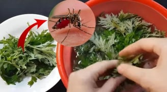 Vò nắm lá này đặt trong phòng là muỗi tự giác kéo nhau đi hết, cả nhà yên tâm ngủ