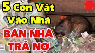 5 con vật này vào nhà Chặn Cửa Tài Lộc mang theo xui xẻo: Đặc biệt loại thứ 2 đuổi ngay kẻo khánh kiệt