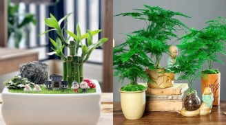 5 loại cây phong thủy cha mẹ nên đặt trong nhà giúp trẻ học giỏi, thi đâu đỗ đó