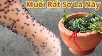 Không cần phun thuốc hay vượt muỗi: Bỏ nắm lá này vào phòng, muỗi sợ hãi bay xa, yên tâm ngủ ngon