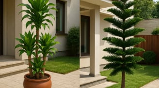 Trồng 5 cây này trước nhà: Cả 5 mệnh đều hưởng lộc, giàu nhanh khó cản