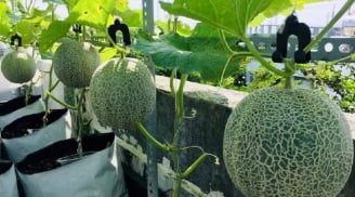 Cách trồng dưa lưới trong thùng xốp cho thu hoạch nhanh, nhiều quả