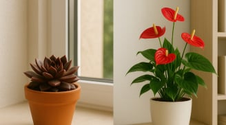 Chọn cây phong thủy theo mệnh: Bí quyết hút tài lộc, đón may mắn và giữ gìn sức khỏe
