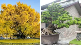 3 loại cây cảnh 'giữ nhà' được giới nhà giàu ưa chuộng: 10 nhà trồng thì 9 nhà giàu sang