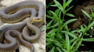 3 loại cây trồng rắn ghét nhất – muốn cả nhà bình an hãy loại bỏ ngay
