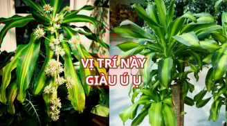 Trồng cây Thiết Mộc Lan thu hút tài lộc, chớ đặt linh tinh, nhớ vị trí này để rước vận may giàu có
