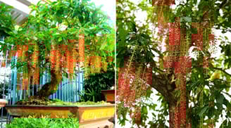3 cây cảnh 'giữ lộc', nhà giàu hay trồng trong nhà, trồng càng lâu gia đình càng thịnh vượng