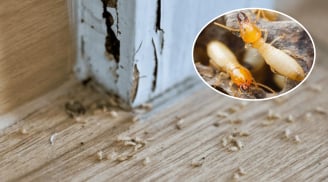6 cách diệt mối bằng nguyên liệu tự nhiên, có sẵn tại nhà