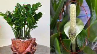 Cây kim tiền kỵ nhất người thuộc 2 mệnh này: Cố tình trồng là dễ nghèo bền vững, của cải trôi hết