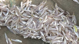 Đi chợ gặp 6 loại cá này mua ngay kẻo hết: Cá tự nhiên giá bình dân, bổ dưỡng như nhân sâm tổ yến