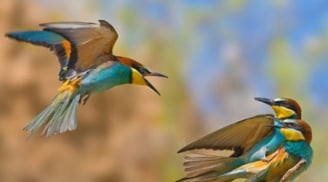 Người sinh vào 3 tháng Âm lịch này, tuổi trẻ gian nan, nhưng trung niên tài lộc bùng nổ