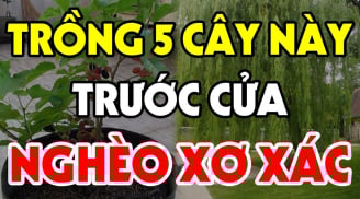 Cây âm vào nhà, gia đình không nghèo cũng bại, chặt bỏ đi đừng tiếc