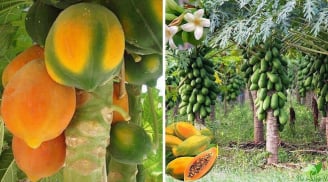Quả đu đủ dùng thắp hương mang ý nghĩa tài lộc đủ đầy: Vậy có nên trồng cây đu đủ trước nhà?