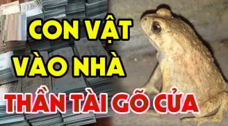4 con vật Đệ Tử Thần Tài, vào nhà nào nhà đấy Tiền Tài nảy số