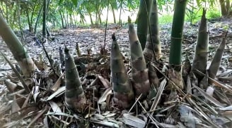 5 loại cây cảnh rất đẹp, nhưng 'bất hảo', ngôi nhà bạn sẽ bị 'ngập lụt' trong hoa lá cành của chúng
