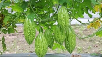 2 loại rau “thần dược” giúp người Nhật sống thọ, rẻ bèo chỉ 5.000 đồng bán đầy chợ Việt