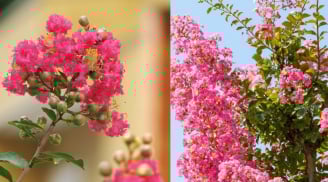 Vì sao nhà giàu xưa thích trồng cây Hoa Tường Vi trước nhà? Ý nghĩa bất ngờ của loài hoa này