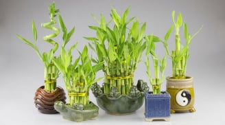 3 loại cây cảnh phong thủy có ý nghĩa tài lộc, may mắn nhất
