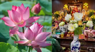 Thắp hương Hoa sen, chú ý 4 điều này tránh gây Sát khí, tổn hao Phúc Lộc, giữ trang nghiêm thờ cúng