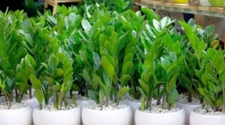 Làm mãi không giàu, gia đình lục đục? Hãy tránh ngay những điều kiêng kỵ trước cửa nhà