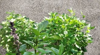 Loại rau quen thuộc 'lên đời' thành Cây cảnh Phong Thủy, trồng 1 chậu nhỏ giúp tăng sức khỏe, Thu Tài hút lộc