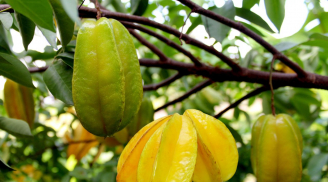 Trồng cây khế cực tốt về phong thủy, đặc biệt người tuổi này, mệnh này trồng cây khế cực giàu