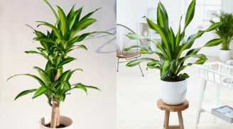Cây Thiết Mộc Lan kỵ với người mệnh này, trồng trong nhà dễ hao tài tán lộc