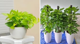 Có nên trồng cây trầu bà trong nhà?
